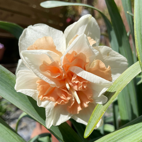 Rédaction Web sur le Jardinage