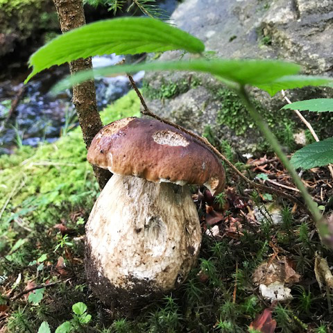 Rédaction Web sur le Jardinage