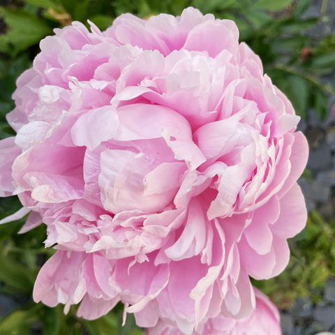 Rédaction Web sur le Jardinage