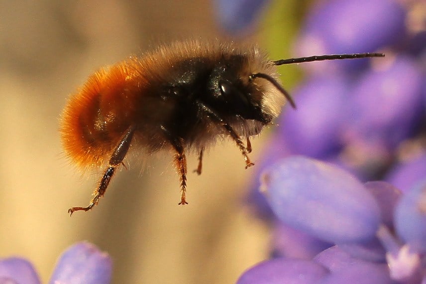 Osmie (Osmia cornuta) abeille solitaire (©DE1967)