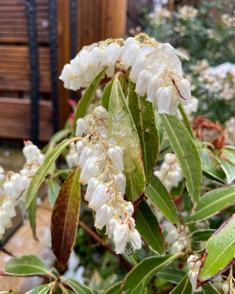 andromède du Japon fleurs blanches