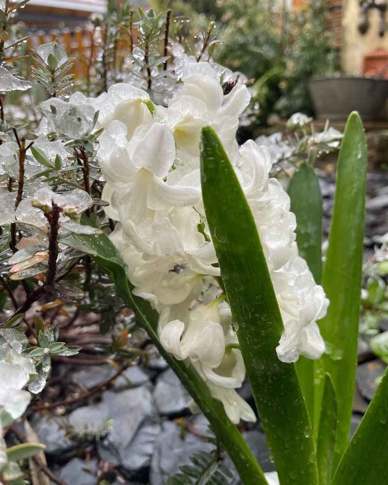 jacinthe blanche dans jardin blanc