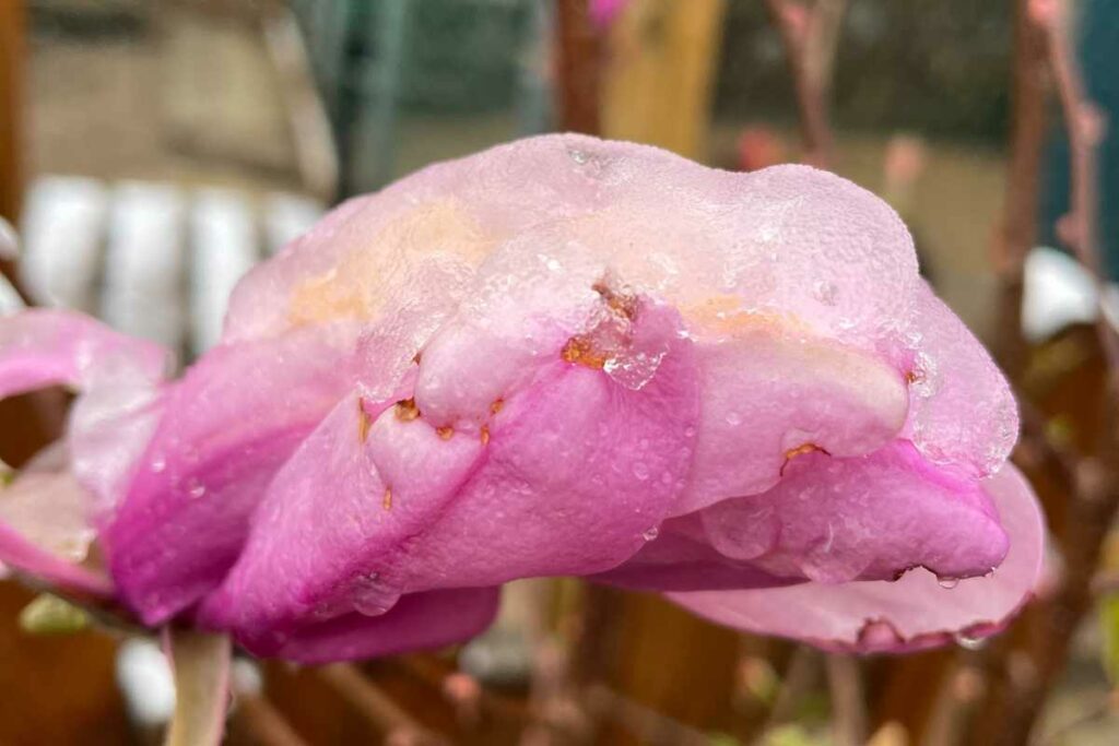 magnolia fleurs rose violacé