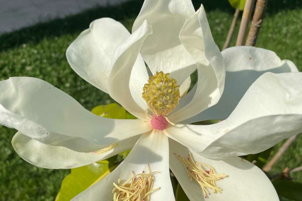 magnolia grandiflora fleurs