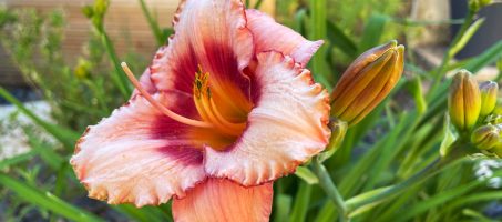 correction-redaction